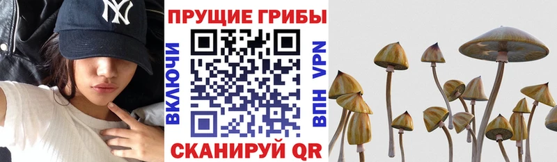 Купить где  Валуйки  Псилоцибиновые грибы мицелий 